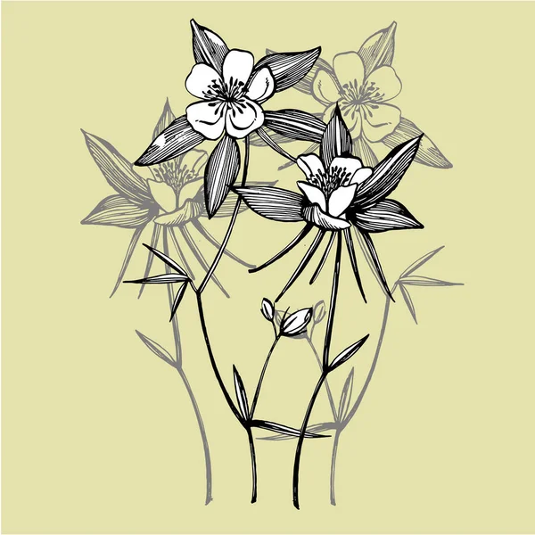 Fiori a doppia colonnina. Raccolta di fiori e piante disegnati a mano. Botanica. Pronti. Fiori vintage. Illustrazione in bianco e nero nello stile delle incisioni . — Foto Stock