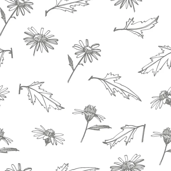 Camomilla. Raccolta di fiori e piante disegnati a mano. Botanica. Pronti. Fiori vintage. Illustrazione in bianco e nero nello stile delle incisioni. Modello senza cuciture . — Foto Stock