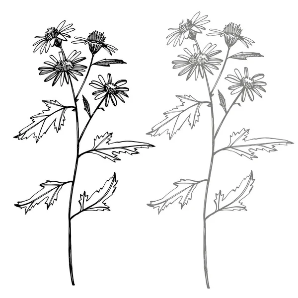 Camomille. Collection de fleurs et de plantes dessinées à la main. Botanique. Prêt. Fleurs anciennes. Illustration en noir et blanc dans le style des gravures . — Photo