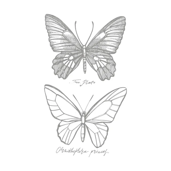 Motýli siluety. Ikony motýla izolované na bílém pozadí. Grafická ilustrace. — Stock fotografie