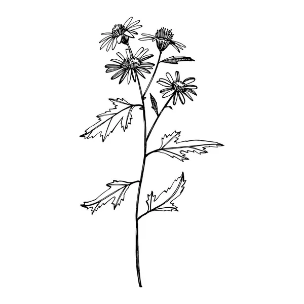 Kamilla. Kézzel rajzolt virágok és növények gyűjtése. Botanika. Beállítása. Vintage virágok. Fekete-fehér illusztráció a bevésések stílusában. — Stock Fotó