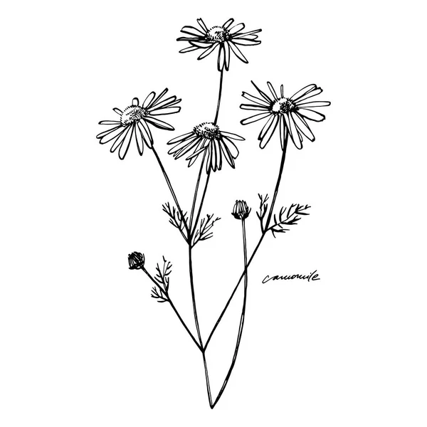 Camomille ou fleur de marguerite. Illustration botanique. Bon pour les cosmétiques, la médecine, le traitement, l'aromathérapie, les soins infirmiers, la conception d'emballage, le bouquet de terrain. Fleurs de foin sauvage dessinées à la main . — Photo