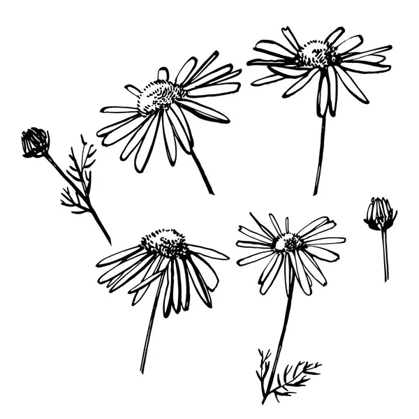 Papatya veya papatya çiçeği. Botanik Illustration. Kozmetik, ilaç, tedavi, aromaterapi, hemşirelik, paket tasarımı, alan buket için iyi. El çizilmiş yabani saman çiçekleri.