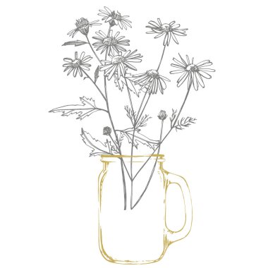 Tansy ve Papatya. El buketi çizilmiş çiçekler ve otlar. Botanik bitki illüstrasyon. Mürekkep el çizilmiş tıbbi otlar ve bitkiler kroki Vintage şifalı otlar kroki seti.