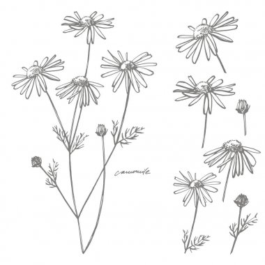 Papatya veya papatya çiçeği. Botanik Illustration. Kozmetik, ilaç, tedavi, aromaterapi, hemşirelik, paket tasarımı, alan buket için iyi. El çizilmiş yabani saman çiçekleri.