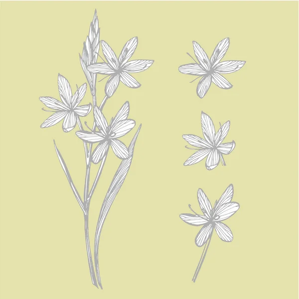 Kafir liljor blommor. Insamling av handritade blommor och växter. Botanik. Ange. Vintage blommor. Svartvit illustration i stil med gravyrer. — Stockfoto