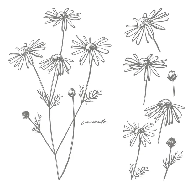 Chamomile or daisy flower. Botanical illustration. Good for cosmetics, medicine, treating, aromatherapy, nursing, package design, field bouquet. Hand drawn wild hay flowers. — Stock Photo, Image