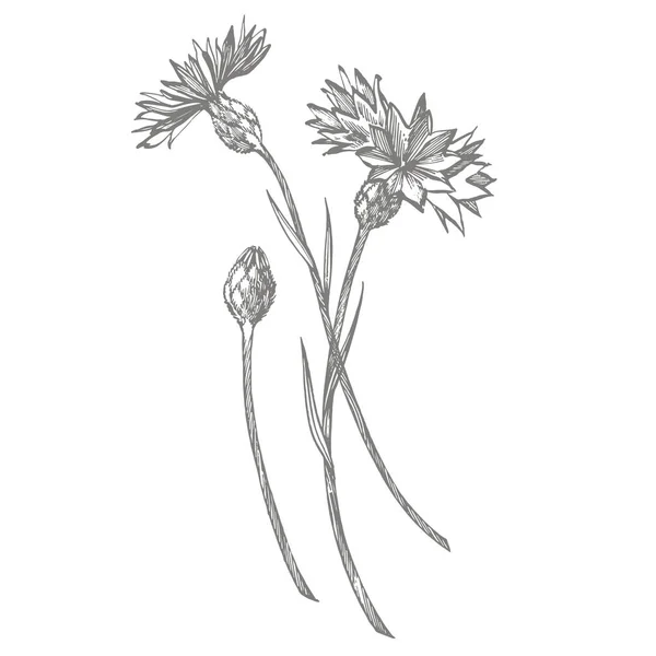 Blaues Kornblumenkraut oder Junggesellenblumenstrauß isoliert auf weißem Hintergrund. Zeichnung Kornblumen, florale Elemente, handgezeichnete botanische Illustration. — Stockfoto