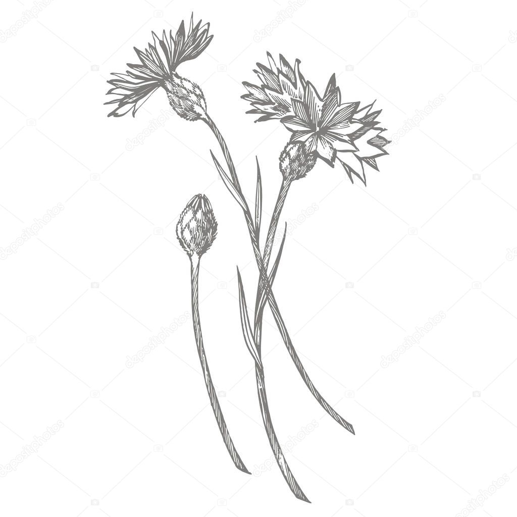Blue Cornflower Herb or bachelor button flower bouquet isolated on white background. Set of drawing cornflowers, floral elements, hand drawn botanical illustration.