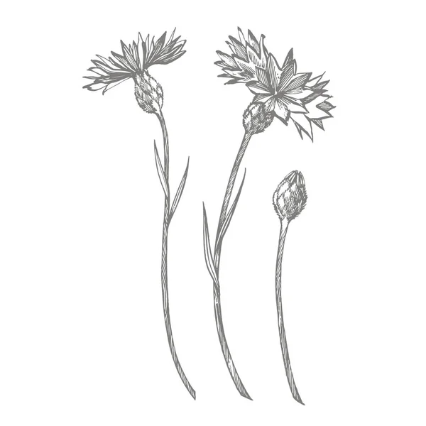 Blaues Kornblumenkraut oder Junggesellenblumenstrauß isoliert auf weißem Hintergrund. Zeichnung Kornblumen, florale Elemente, handgezeichnete botanische Illustration. — Stockfoto