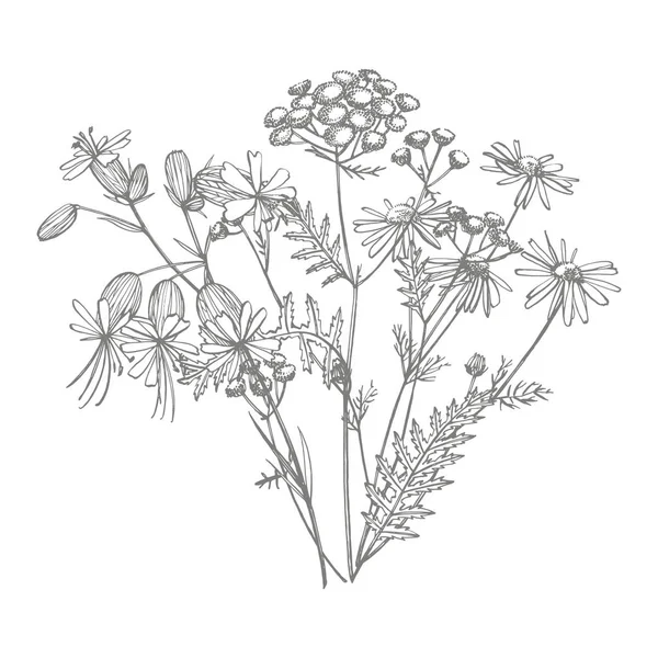 Tansy and Chamomile. Bouquet of hand drawn flowers and herbs. Botanical plant illustration. Handwritten abstract text wallpaper. — Stock Photo, Image