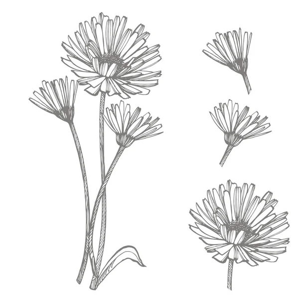 Calendula ou fleur de marguerite. Illustration botanique. Bon pour les cosmétiques, la médecine, le traitement, l'aromathérapie, les soins infirmiers, la conception d'emballage, le bouquet de terrain. Fleurs de foin sauvage dessinées à la main . — Photo