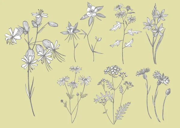 Συλλογή από χειροποίητα λουλούδια και βότανα. Απεικόνιση βοτανικών φυτών. Vintage φαρμακευτικά βότανα σκίτσο σύνολο του χεριού μελάνι που σχεδιάζονται ιατρικά βότανα και φυτά σκίτσο. — Φωτογραφία Αρχείου