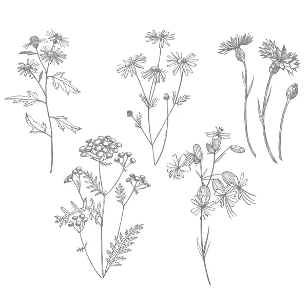 Kumpulan bunga dan tanaman herbal. Ilustrasi tanaman botani. Vintage obat herbal sketsa set tinta tangan ditarik obat-obatan herbal dan tanaman sketsa . — Stok Foto