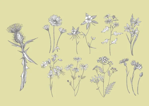 Kumpulan bunga dan tanaman herbal. Ilustrasi tanaman botani. Vintage obat herbal sketsa set tinta tangan ditarik obat-obatan herbal dan tanaman sketsa . — Stok Foto