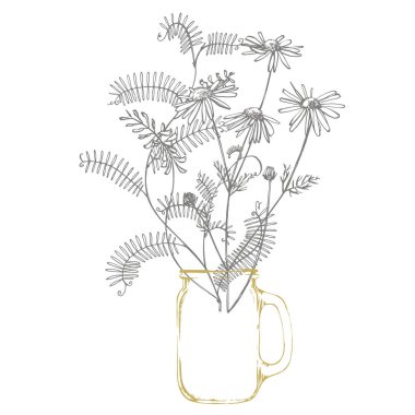 Vahşi bitki Vicia cracca şube. Tufted Vetch veya Vicia cracca, Vintage kazınmış Illustration. El çizilmiş çiçekler ve otlar buket. Botanik bitki illüstrasyon.