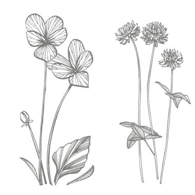 Pansy ve Yonca veya papatya çiçeği. Botanik illüstrasyon. Kozmetik, tıp, tedavi, aromaterapi, hemşirelik, paket tasarımı, alan buketi için iyi. Elle çizilmiş yabani saman çiçekleri.