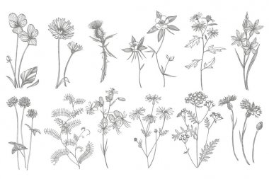 El çizilmiş çiçekler ve otlar koleksiyonu. Botanik bitki illüstrasyon. Mürekkep el çizilmiş tıbbi otlar ve bitkiler kroki Vintage şifalı otlar kroki seti.