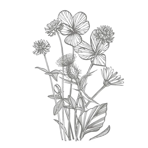 Pansy ve Yonca veya papatya çiçeği. Botanik illüstrasyon. Kozmetik, tıp, tedavi, aromaterapi, hemşirelik, paket tasarımı, alan buketi için iyi. Elle çizilmiş yabani saman çiçekleri. — Stok fotoğraf