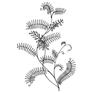 Vahşi bitki Vicia cracca şube. Tufted Vetch veya Vicia cracca, Vintage kazınmış Illustration. Botanik Illustration. Kozmetik, ilaç, tedavi, aromaterapi, hemşirelik, paket tasarım için iyi