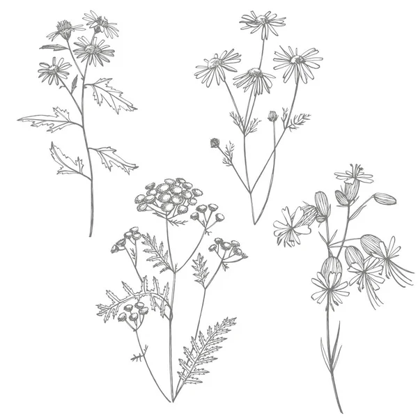 收集手绘的花和草药。植物例证。复古药材素描套油墨手绘药材和植物素描. — 图库照片