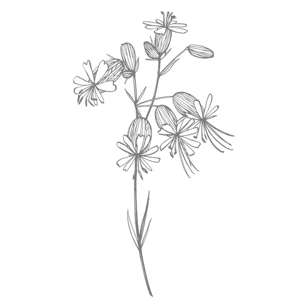 Fleurs de campion de vessie. Jeu de dessin de bleuets, éléments floraux, illustration botanique dessinée à la main. Bon pour les cosmétiques, la médecine, le traitement, l'aromathérapie, les soins infirmiers, la conception d'emballage, le bouquet de terrain — Photo