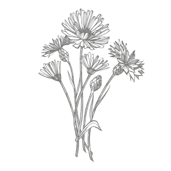 Tansy en kamille. Boeket van de hand getekende bloemen en kruiden. Botanische planten illustratie. Handgeschreven abstract tekst behang. — Stockfoto