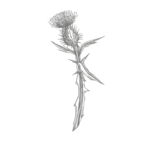アザミやデイジーの花.植物のイラスト。化粧品、薬、治療、アロマセラピー、看護、パッケージデザイン、フィールドブーケに適しています。手描き野生の干し草の花. — ストック写真