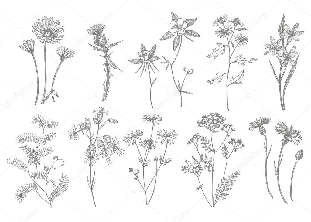 Collection of hand drawn flowers and herbs. Botanical plant illustration. Vintage medicinal herbs sketch set of ink hand drawn medical herbs and plants sketch.