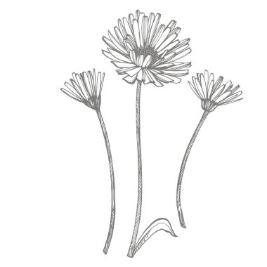 Calendula veya papatya çiçeği. Botanik Illustration. Kozmetik, ilaç, tedavi, aromaterapi, hemşirelik, paket tasarımı, alan buket için iyi. El çizilmiş yabani saman çiçekleri.