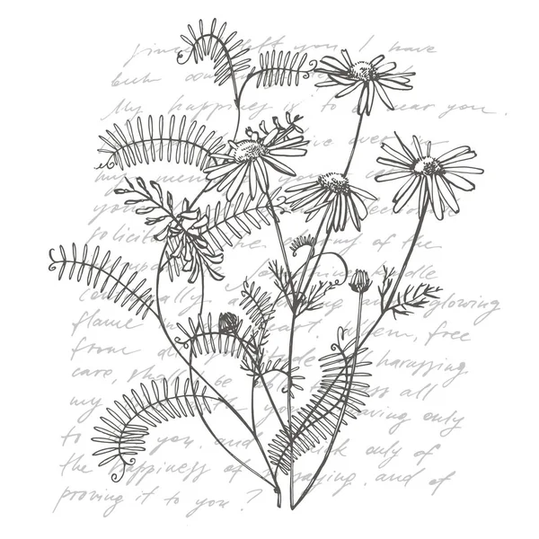 Ága a vadon élő növény Vicia cracca. Tufted vetch vagy Vicia cracca, Vintage gravírozott illusztráció. Csokor kézzel rajzolt virágok és gyógynövények. Botanikus növény illusztráció. Kézzel írott absztrakt szöveg — Stock Fotó