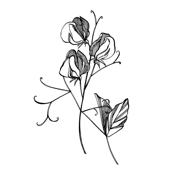 Sweet Pea bloemen tekenen en schetsen met lijn-Art op witte achtergronden. Bloemmotief met bloemen van zoete erwten. Elegante de sjabloon voor stof, papier, briefkaart. — Stockfoto