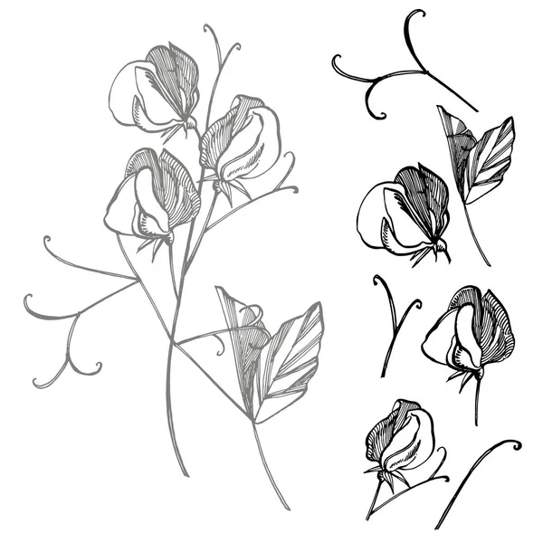 甘いエンドウ豆の花の描画と白い背景にラインアートとスケッチ。甘いエンドウ豆の花と花柄。ファブリック、紙、はがき用テンプレートをエレガントに. — ストック写真