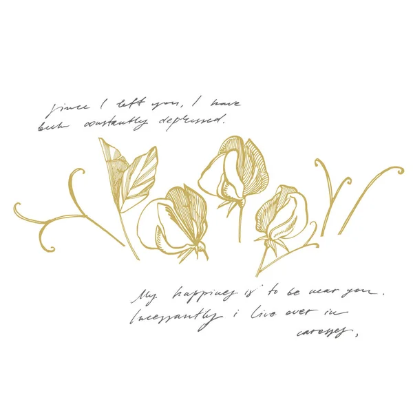 Fleurs de pois doux dessin et croquis avec line-art sur fond blanc. Illustration botanique. Texte abstrait manuscrit . — Photo