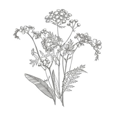 Vahşi bitkinin dalı unut gitsin, değil ve Tansy. Vintage kazınmış illüstrasyon. El çizilmiş çiçekler ve otlar buket. Botanik bitki illüstrasyon.