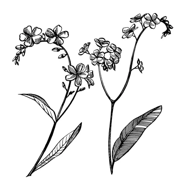 Olvídame de las flores. Ilustración botánica. Bueno para cosméticos, medicina, tratamiento, aromaterapia, enfermería, diseño de paquetes, ramo de campo. Flores de heno silvestres dibujadas a mano . —  Fotos de Stock