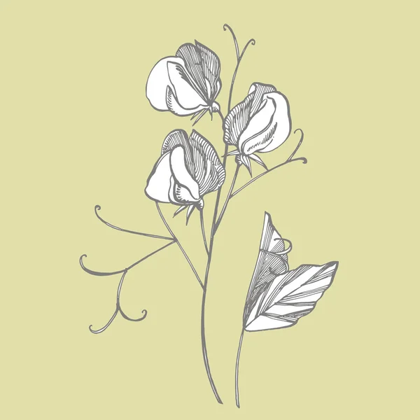 Dolci fiori di pisello disegno e schizzo con line-art su sfondi bianchi. Modello floreale con fiori di piselli dolci. Elegante il modello per tessuto, carta, cartolina . — Foto Stock