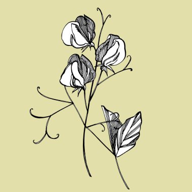 Beyaz arka planlar üzerinde çizgi sanatı ile tatlı bezelye çiçeklerçizim ve kroki. Tatlı bezelye çiçekleri ile Çiçek desen. Kumaş, kağıt, kartpostal için zarif şablon.