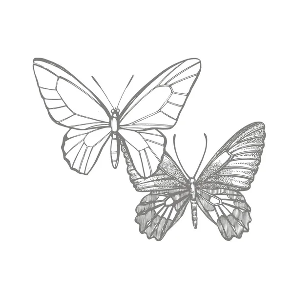 Butterflies silhouettes. Butterfly icons isolated on white background. Graphic illustration. — Stock Photo, Image