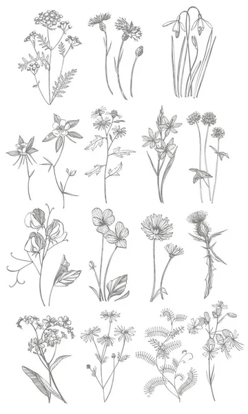 Coleção de flores e ervas desenhadas à mão. Ilustração botânica da planta. Vintage ervas medicinais esboço conjunto de tinta desenhado à mão ervas medicinais e plantas esboço . — Fotografia de Stock