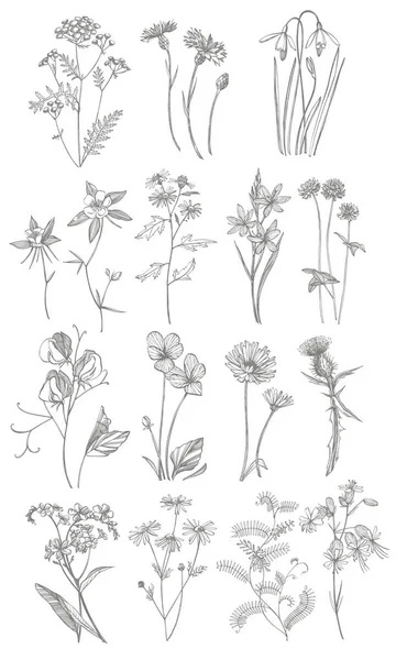 Colección de flores y hierbas dibujadas a mano. Ilustración de plantas botánicas. Vintage bosquejo de hierbas medicinales conjunto de tinta dibujado a mano hierbas medicinales y plantas bosquejo . —  Fotos de Stock