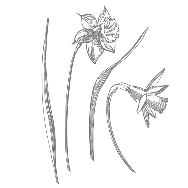 Daffodil or Narcissus flower drawings. Collection of hand drawn black and white daffodil. Hand Drawn Botanical Illustrations. — Stock Photo, Image