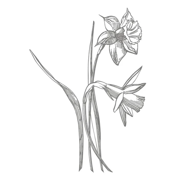 Dibujos florales narcisos o narcisos. Colección de narciso blanco y negro dibujado a mano. Ilustraciones botánicas dibujadas a mano . — Foto de Stock