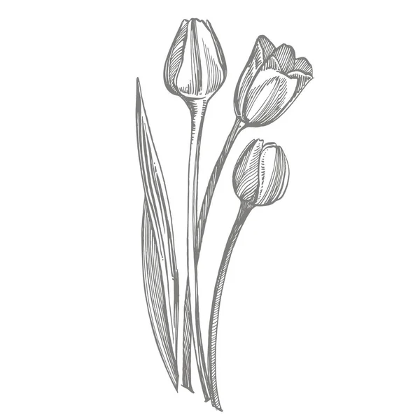 Tulipa flor gráfico esboço ilustração. Ilustração botânica da planta. Vintage ervas medicinais esboço conjunto de tinta desenhado à mão ervas medicinais e plantas esboço . — Fotografia de Stock