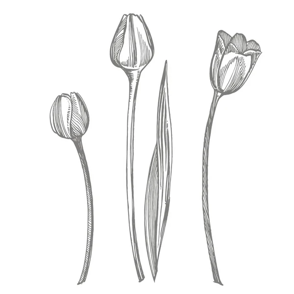 Tulip bloem grafische schets illustratie. Botanische plant illustratie. Vintage medicinale kruiden schets set van inkt hand getrokken medische kruiden en planten schets. — Stockfoto