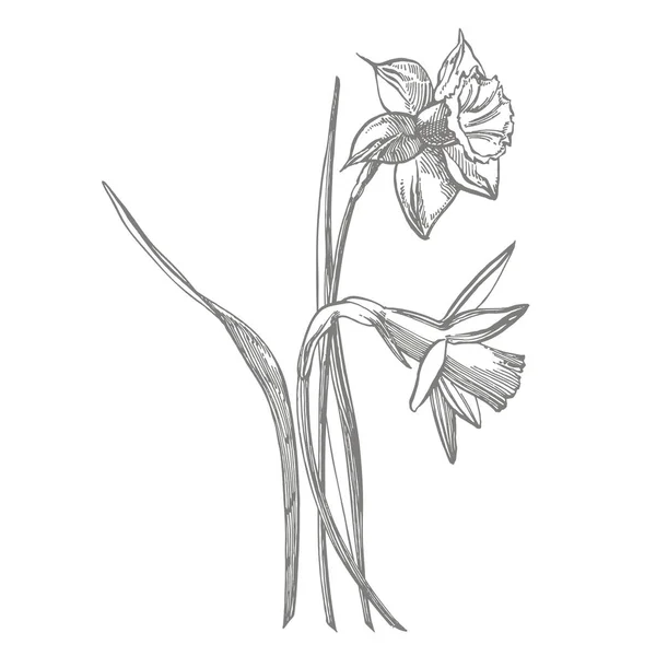 Daffodil or Narcissus flower drawings. Collection of hand drawn black and white daffodil. Hand Drawn Botanical Illustrations. — Stock Photo, Image