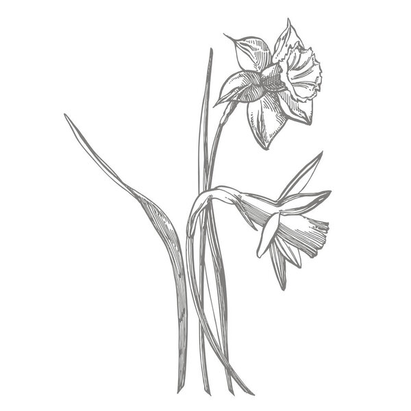 Daffodil or Narcissus flower drawings. Collection of hand drawn black and white daffodil. Hand Drawn Botanical Illustrations.