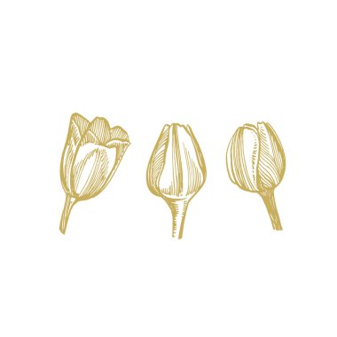 Lale çiçek grafik kroki illüstrasyon. Botanik bitki illüstrasyon. Mürekkep el çizilmiş tıbbi otlar ve bitkiler kroki Vintage şifalı otlar kroki seti.