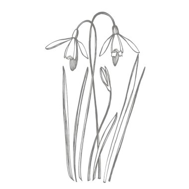 Kardelen bahar çiçekleri. Botanik bitki illüstrasyon. Mürekkep el çizilmiş tıbbi otlar ve bitkiler kroki Vintage şifalı otlar kroki seti.