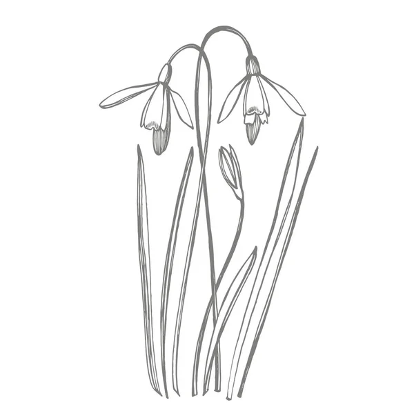 雪滴の春の花。植物のイラスト。ヴィンテージ薬草スケッチインク手描きの医療ハーブや植物のスケッチのセット. — ストック写真